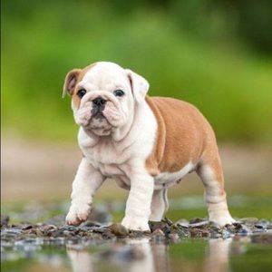 Meet your Posher, Lucille